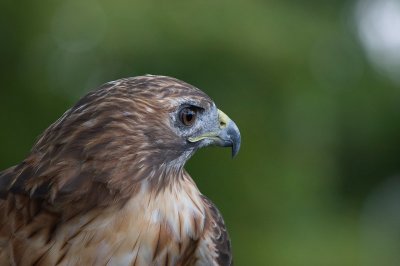 Red-tailed hawk