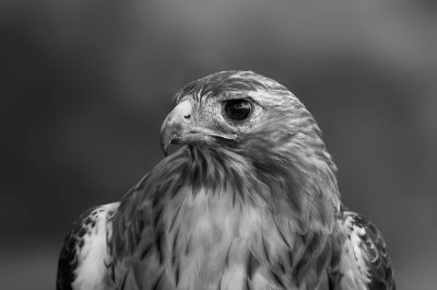 The red-tailed hawk
