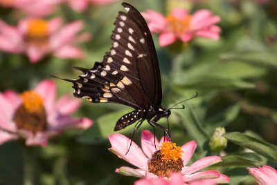 Black swallowtail