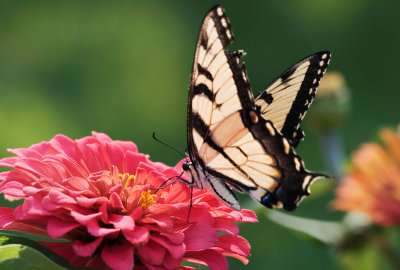 Giant swallowtail