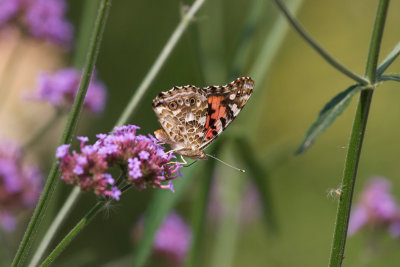 Paintedlady in the flowers