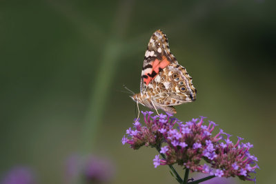 Paintedlady