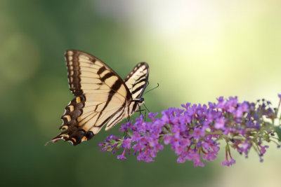 Swallowtail