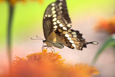 Giant swallowtail