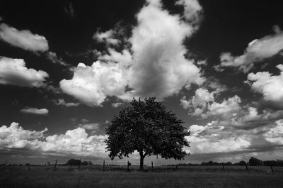 Tree & the fence