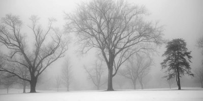 Trees in the morning mist