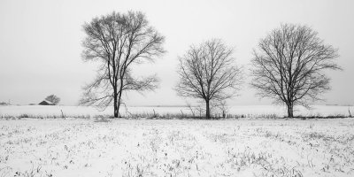 Three trees