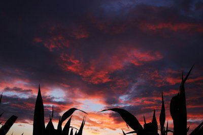 Leaves of corn