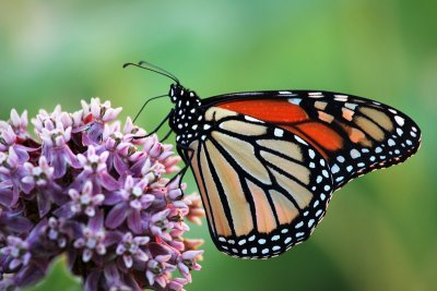 Monarch & flowers