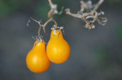 Little yellow tomatoes