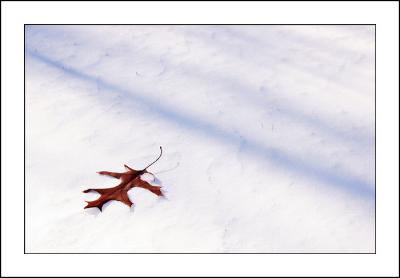 leaf, snow