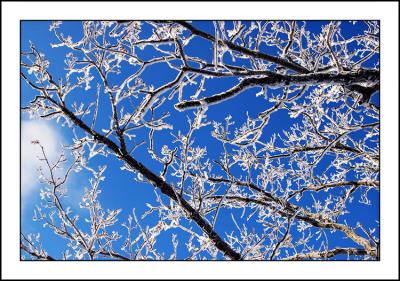 icy branches