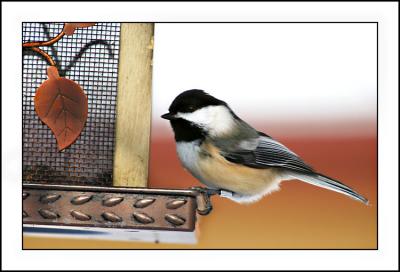 Chickadee