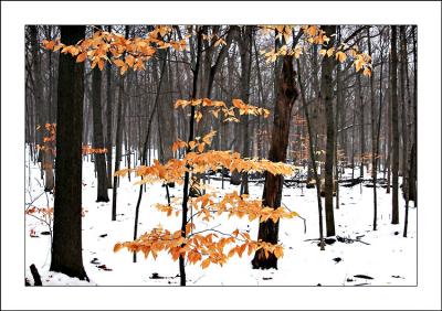 Winter woods