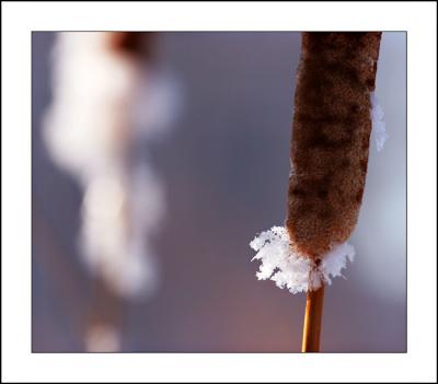 Cattails and snow