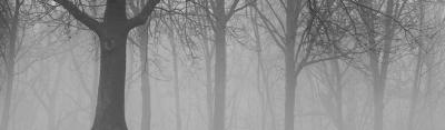 Fog in woods