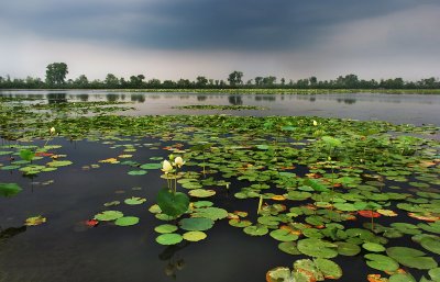 Lake with waterlily