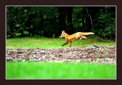 Red fox 2
