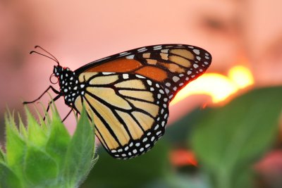 Monarch and sunset