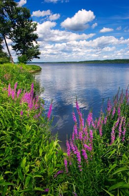 Wild flowers by the river