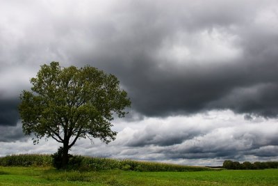 Tree by the field