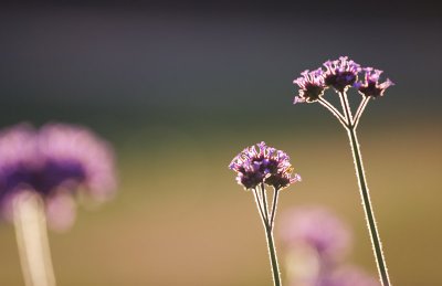 Some flowers