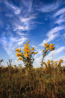 Goldenrod