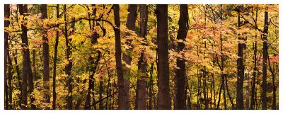 Maple woods