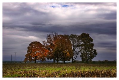 Maple trees