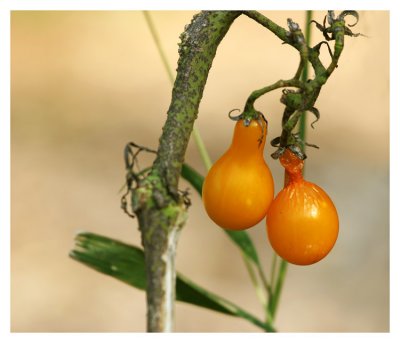 Cherry tomatoes