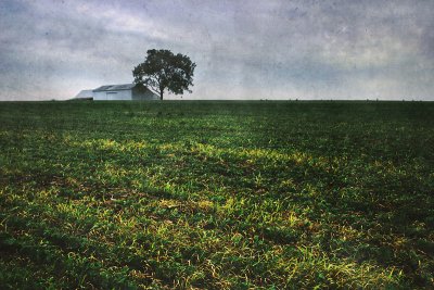 Barn with a tree