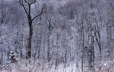 Fresh snow