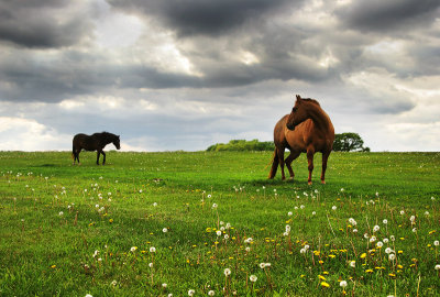 The horses