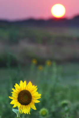 Sunflower & the setting sun