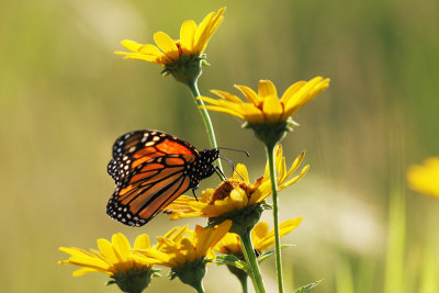 Monarch & flowers