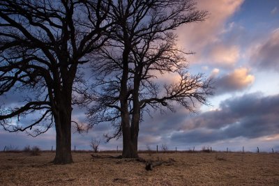 Two trees