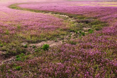 Purple field