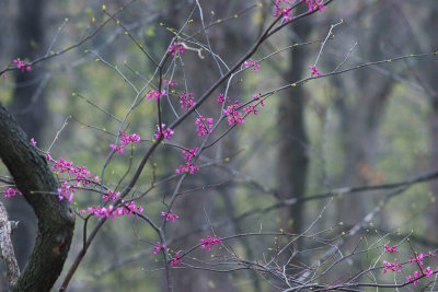 Redbuds