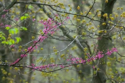 Redbuds & spring leaves