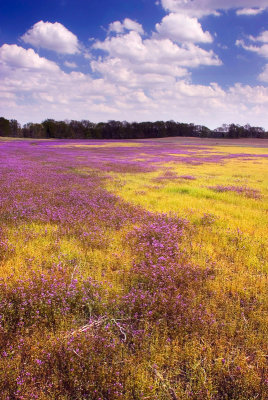 Colorful field