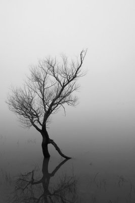 Tree & its reflection