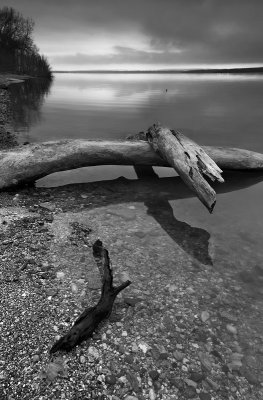 Drift wood