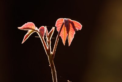 Spring leaves II