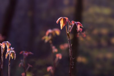 Spring leaves III