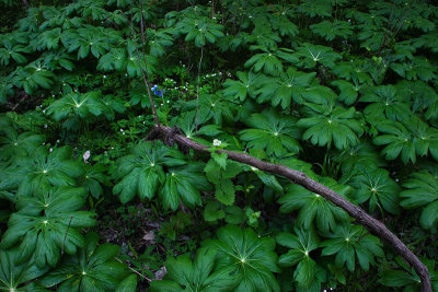 Mayapples