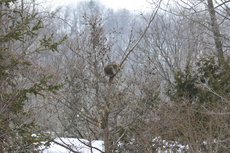Snoozing in the tree
