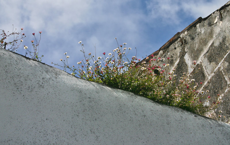 Wildflowers on High