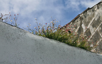Wildflowers on High