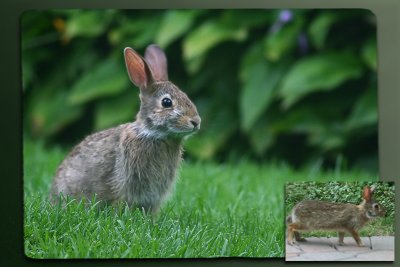 Doin' the Bunny Walk