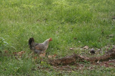 Hen and Chicks